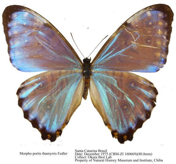 標本 Brazil Morpho portis thamyris 75mm Brazil Morpho portis thamyris 75mm What I learned about