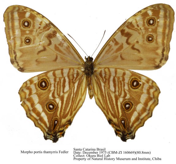 Brazil Morpho portis thamyris 75mm Morpho portis thamyris