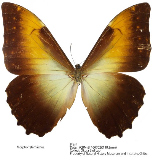 Morpho telemachus