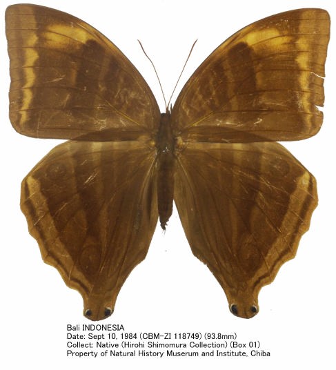 CBM-ZI_118749.jpg
