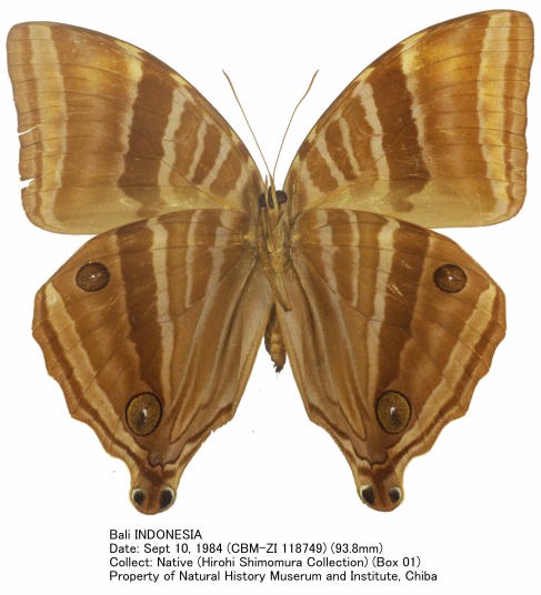 コスタリカ産 蝶の標本 Amathusia phidippus BugsAlive: Amathusia