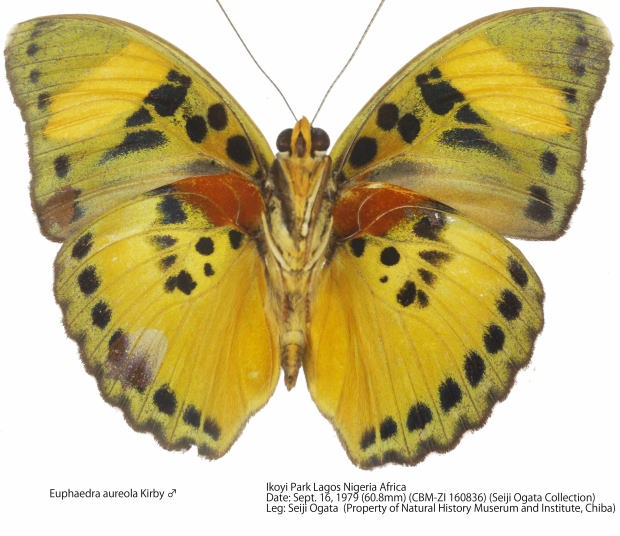 Euphaedra aureola Kirby, 1889