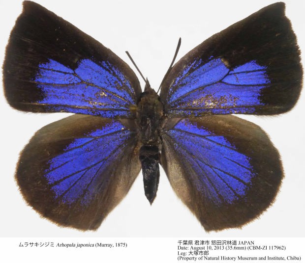 シラヒゲソウ、ミヤマモジズリ syakuga on X: 