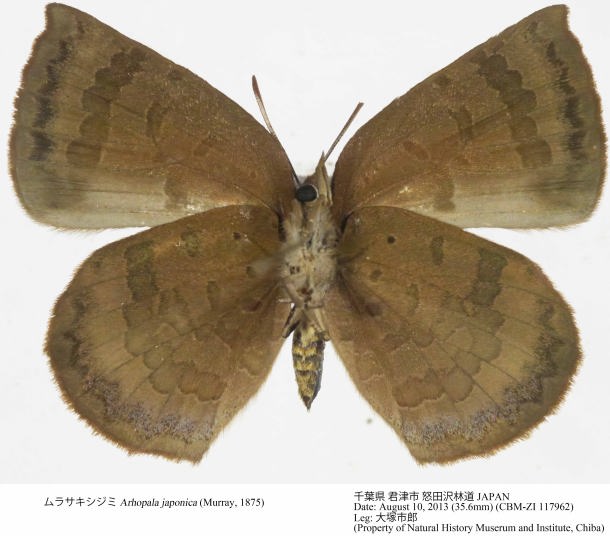 CBM-ZI_117962u.jpg
