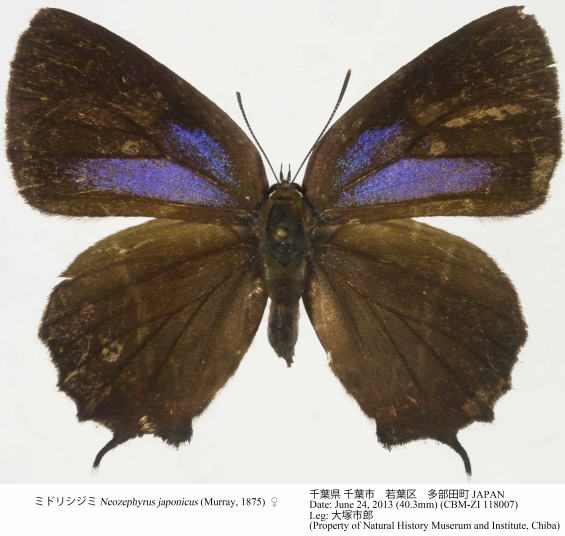 CBM-ZI_118007.jpg