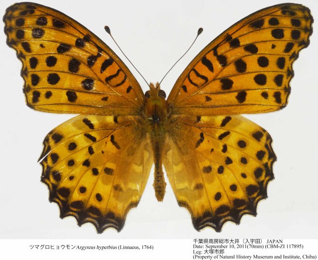 CBM-ZI_117895.jpg