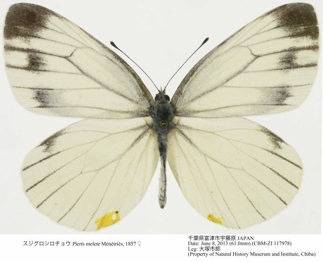 MARS MALT ヒメシロチョウ マルスモルト ル・パピヨン シングルカスク ミヤマシロチョウ