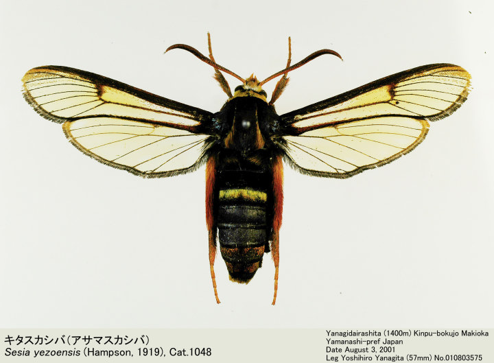 Sesia_yezoensis_010803575.jpg