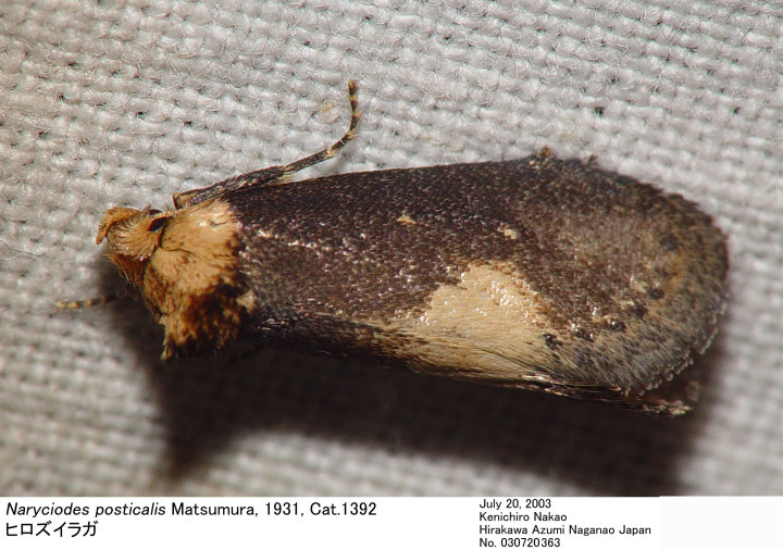 (MJ No.) Naryciodes posticalis Matsumura, 1931 ヒロズイラガ, Cat. 1392