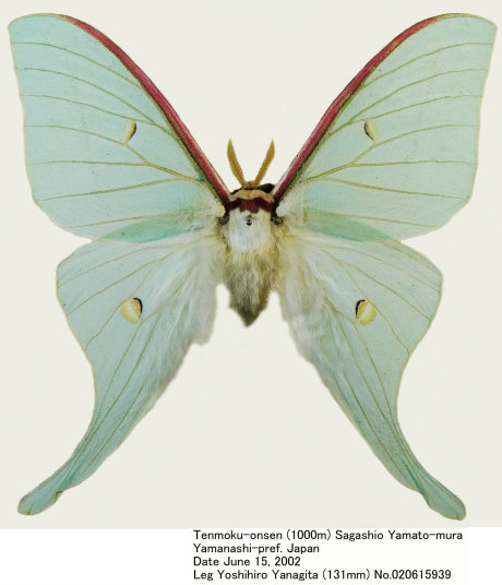 Actias_gnoma_020615939.jpg
