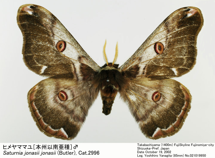 ピアノムシが孵ったら / bassy / Annabel / セリユ/ 茶太 album / 第参作品集 - bassy official website