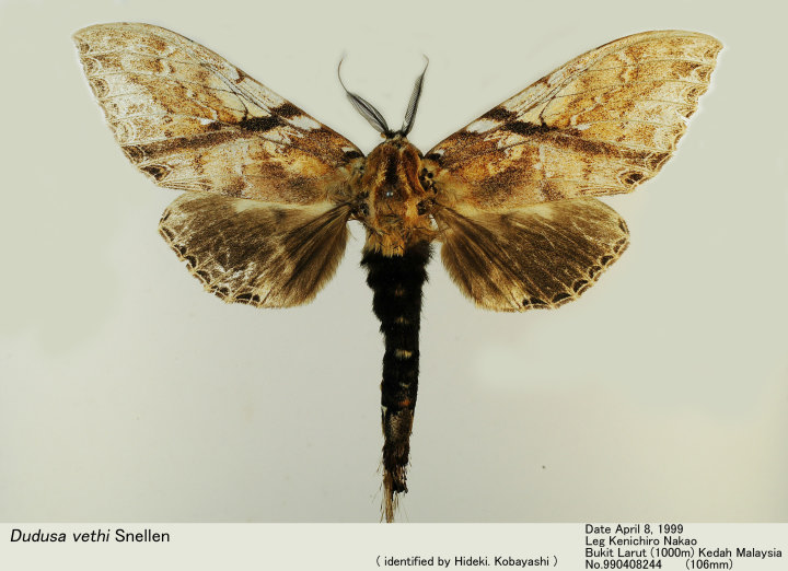 Dudusa_vethi_990408244.jpg