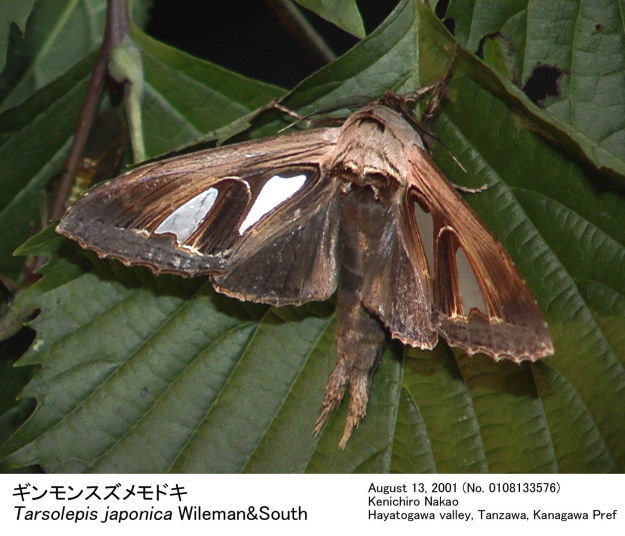 totomonページ Tarsolepis japonica_070708249.jpg