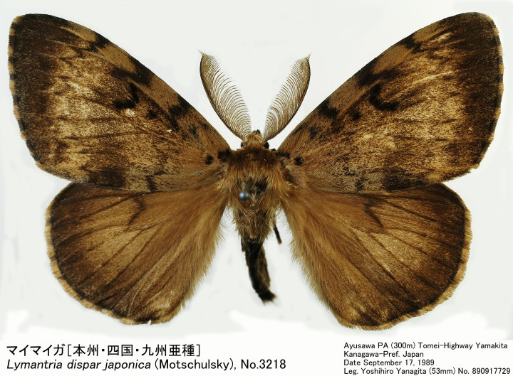 Lymantria_dispar_890917729.jpg