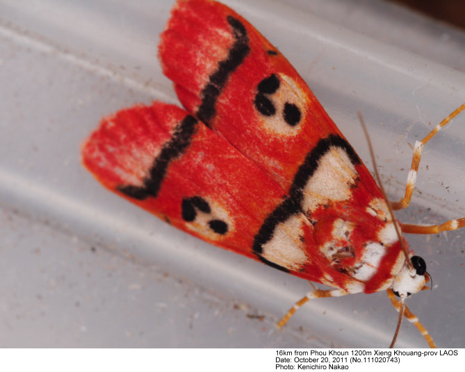 Species Name Cyana Coccinea Moore 1878 Bizone Coccinea Moore 1878 Proc Zool Soc Lond 1878 28 Pl 3 14 Cyana Coccinea Moore Hampson 1894 Moths Ind 2 61 Chionaema Coccinea Moore Hampson 1900 Cyana Coccinea Moore Fnag