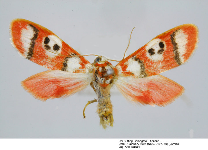 Species Name Cyana Coccinea Moore 1878 Bizone Coccinea Moore 1878 Proc Zool Soc Lond 1878 28 Pl 3 14 Cyana Coccinea Moore Hampson 1894 Moths Ind 2 61 Chionaema Coccinea Moore Hampson 1900 Cyana Coccinea Moore Fnag