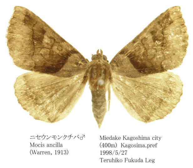チャールトンウスバ原亜種　雌 cornelian taurus by daisuke iwanaga - スペシャルショルダー