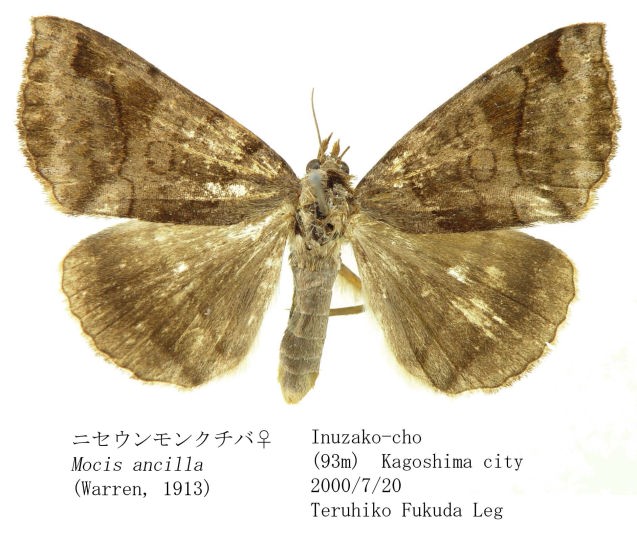 チャールトンウスバ原亜種　雌 BF_1.JPG