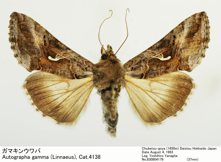Autographa_gamma_830804179.jpg