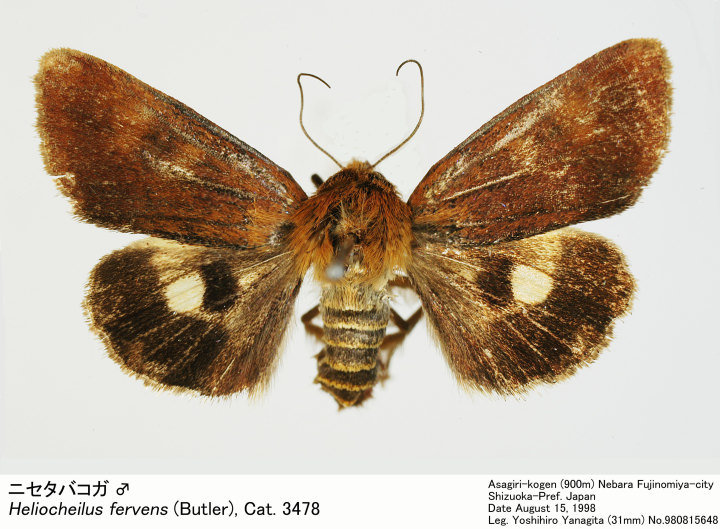 ヒ*ヤ様 カルトニウスウスバ♀/アフガニスタン.Badakhsha産【外国産蝶標 ヒ*ヤ様 カルトニウスウスバ♀/アフガニスタン.Badakhsha産【外国産蝶