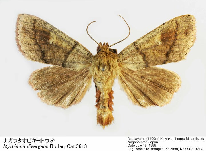 Mythimna_divergens_990719214.jpg