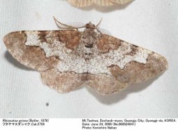 Rikiosatoa_grisea_060624041_th